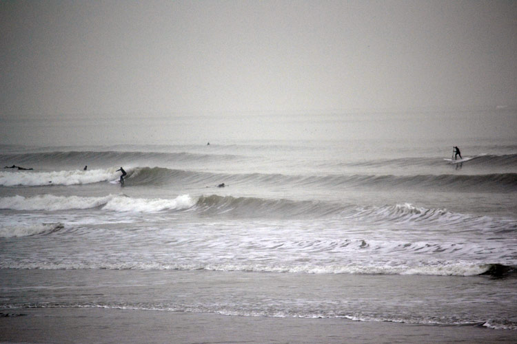 Sharkbait Surf App